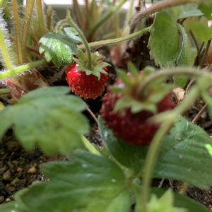 イチゴ,ワイルドストロベリー,イチゴの花,いちご,いちごの花の画像