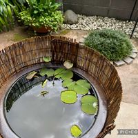 ハス,トキワシノブ,トキワシノブ,ロータス,忘れな草の画像