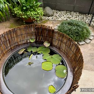 ハス,トキワシノブ,トキワシノブ,ロータス,忘れな草の画像