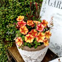 カリブラコア,♡カリブラコア・バカリ♡,寄せ植え,可愛い,庭の花の画像