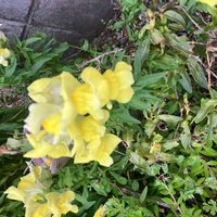 キンギョソウの画像