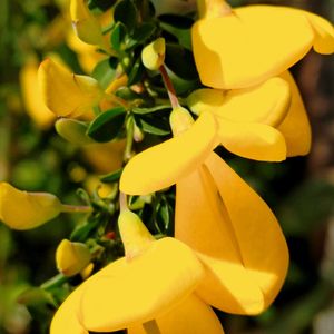 エニシダ,エニシダ,エニシダ,地植え,元気の画像