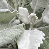 シロタエギク ニュールック,シロタエギク ニュールック,アマガエル♪,アマガエル♪,鉢植えの画像