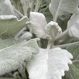 シロタエギク ニュールック,シロタエギク ニュールック,アマガエル♪,アマガエル♪,鉢植えの画像