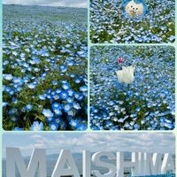 ネモフィラ,お出かけ先の画像