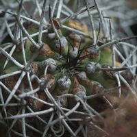 ハオルチア,多肉植物,観葉植物,塊根植物,サボテン科の画像