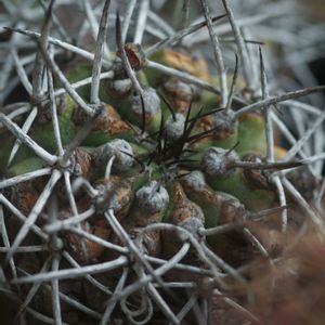 ハオルチア,多肉植物,観葉植物,塊根植物,サボテン科の画像