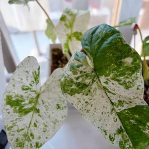 斑入りくわずいも,アロカシア•オドラ•バリエガータ,観葉植物,成長記録,緑のある暮らしの画像