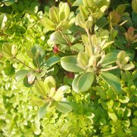 ハオルチア,多肉植物,観葉植物,塊根植物,サボテン科の画像