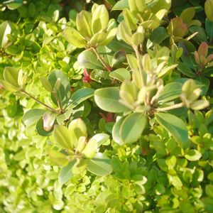 ハオルチア,多肉植物,観葉植物,塊根植物,サボテン科の画像