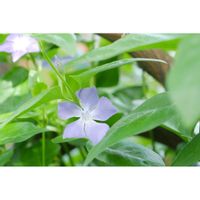 ツルニチニチソウ,ミラーレス一眼,夜中にこっそり,青い花マニア,美しき青きドヨウの画像