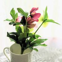 クリスマスローズ,クリスマスローズ,花のある暮らし,リビング・ダイニングの画像