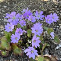 雪割草,iPhone撮影,in札幌,in北海道,庭の画像