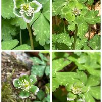 ニリンソウ,ミドリニリンソウ,山野草,山歩き,金剛山の画像