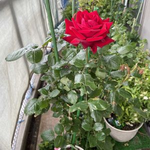 イングリッドバーグマン   ,鉢の名前は「あいちゃん」,葉っぱのある暮らし,強風ベランダ,ばら バラ 薔薇の画像