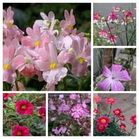 アグロステンマ,オダマキ,カリブラコア,マーガレット,マーガレットの画像