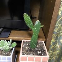 ミロッティーの画像