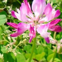 レンゲソウ,今日のお花,Juneの会,本を読む,世界の平和を祈るの画像