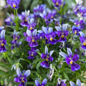 丸森ビオラ,花のある暮らし,花友さんに感謝♡,ビオラ・パンジー祭り♪,ベランダの画像