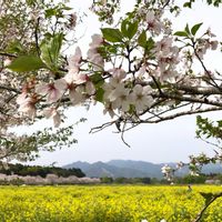 サクラ,菜の花の画像