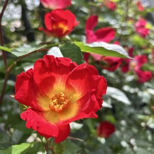 バラ,バラ・カクテル,我が家の庭の画像