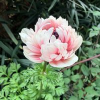 アネモネ,アネモネ,八重咲き　アネモネ,アネモネ・アンアリス, アネモネの画像