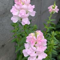 キンギョソウ,感謝を込めて,虹の日の画像