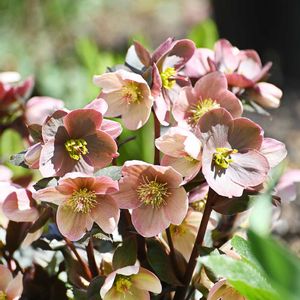 ヘレボルス,クリスマスローズ ピンクフロスト,クリスマスローズ ブラックスワン,クリスマスローズ ウインターベル,クリスマスローズ チェリッシュシリーズの画像