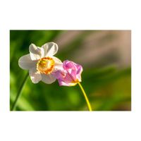 スイセン,チューリップ,地植え,球根植物,仲良しの画像