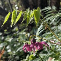 イカリソウの画像