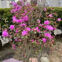 アンドロサセ　スターダスト,エゾムラサキツツジ,クロッカス,プシュキニア,iPhone撮影の画像