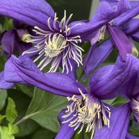 アヤメ,クレマチス,クレマチス,マイガーデン,今日の一枚の画像