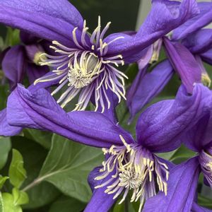 アヤメ,クレマチス,クレマチス,マイガーデン,今日の一枚の画像