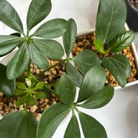 カポック,フィカス ベンガレンシス,観葉植物,鉢植え,ダイソーの画像