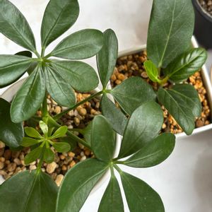 カポック,フィカス ベンガレンシス,観葉植物,鉢植え,ダイソーの画像