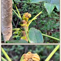 ヤツデ,新芽,春爛漫！,春ですね♪,祈りの画像