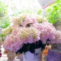 PW ラグランジア クリスタルヴェール,寄せ植え,寄植え,花のある暮らし,花と暮らすの画像