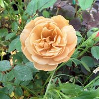 ミニバラ,ミニバラ・モカ,ミニバラ・モカ,ミニ薔薇,ミニバラ鉢植えの画像