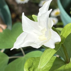 エンレイソウ,エンレイソウ,鉢植え,ネコ好き,山野草の画像