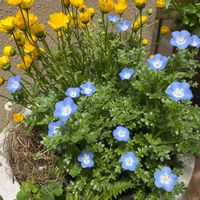 ネモフィラ,ムルチコーレ,小さな庭,テラスの画像