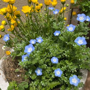 ネモフィラ,ムルチコーレ,小さな庭,テラスの画像