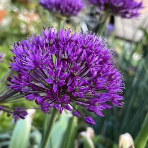 アリウム・パープルセンセーション,鉢植え,ネコ好き,花のある暮らし,紫色の花の画像