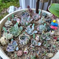 多肉植物,エケベリア属,チョンパ,斑入り。,多肉女子の画像