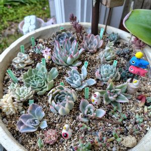 多肉植物,エケベリア属,チョンパ,斑入り。,多肉女子の画像