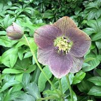 クリスマスローズ,クリスマスローズ,花郷園,クリスマスローズ   シングル, クリスマスローズの画像