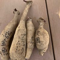 ダリア,ダリア,福島県,庭の画像