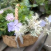 ペチュニア,フロックスモントローザ トリカラー,ペチュニア　さくらもち,ガーデニング,花のある暮らしの画像