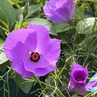 アリオギネ,ブルースター,アリオギネス,鉢植え,ネコ好きの画像