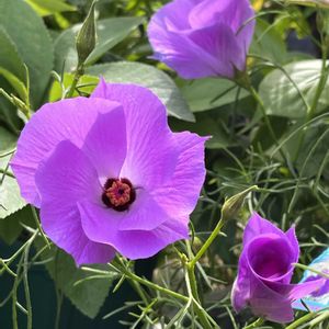 アリオギネ,ブルースター,アリオギネス,鉢植え,ネコ好きの画像