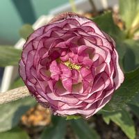 クリスマスローズの画像